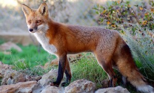 An Encounter With a Red Fox | Nevada County